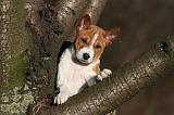 BASENJI 241